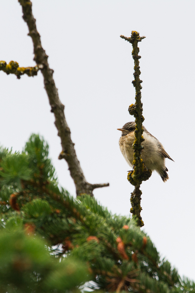 Juveniles Braunkehlchen