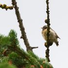 Juveniles Braunkehlchen