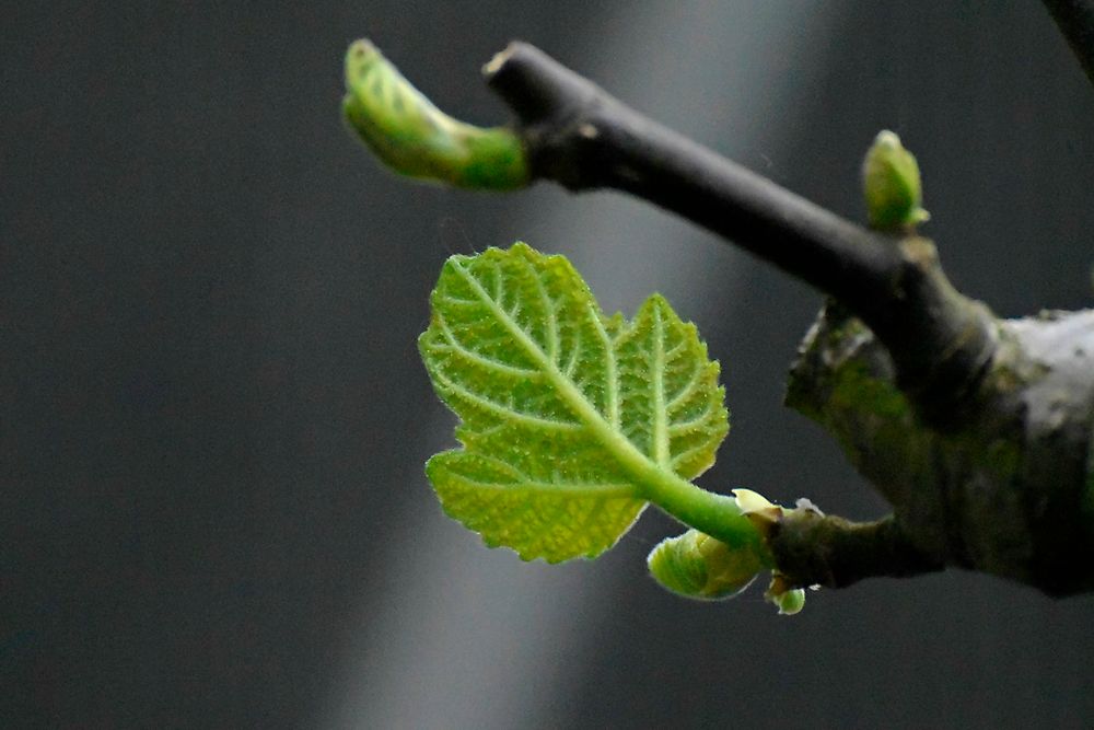 Juveniles Feigenblatt, bestens geeignet zum Bedecken bestimmter Stellen :-)