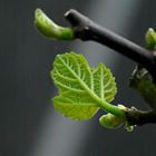 Juveniles Feigenblatt, bestens geeignet zum Bedecken bestimmter Stellen :-)