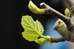 Juveniles Feigenblatt, diesmal mit echtem Makroobjektiv und Vollformat