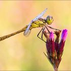 juveniles Männchen Gemeine Heidelibelle - Sympetrum vulgatum