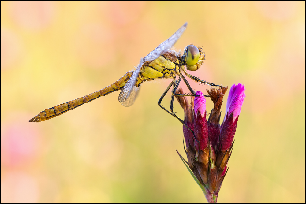 juveniles Männchen Gemeine Heidelibelle - Sympetrum vulgatum