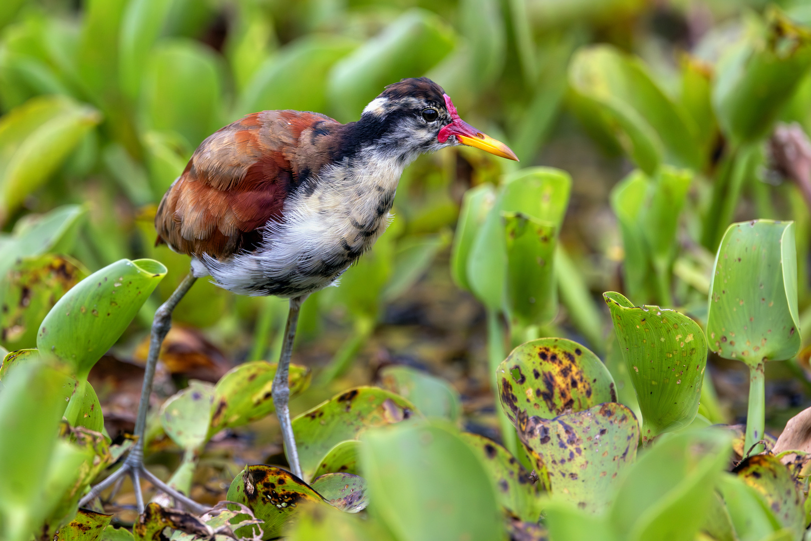 Juveniles Rotstirn-Blatthühnchen