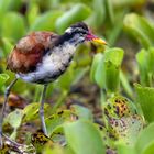 Juveniles Rotstirn-Blatthühnchen