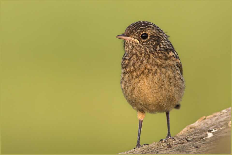 juveniles Schwarzkehlchen