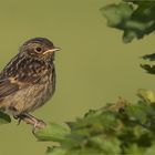 Juveniles Schwarzkehlchen