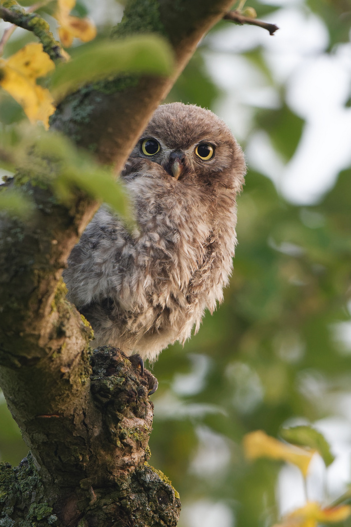 ~ juveniles Steinkäuzchen ~  