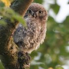 ~ juveniles Steinkäuzchen ~  