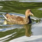 Juveniles Teichhuhn