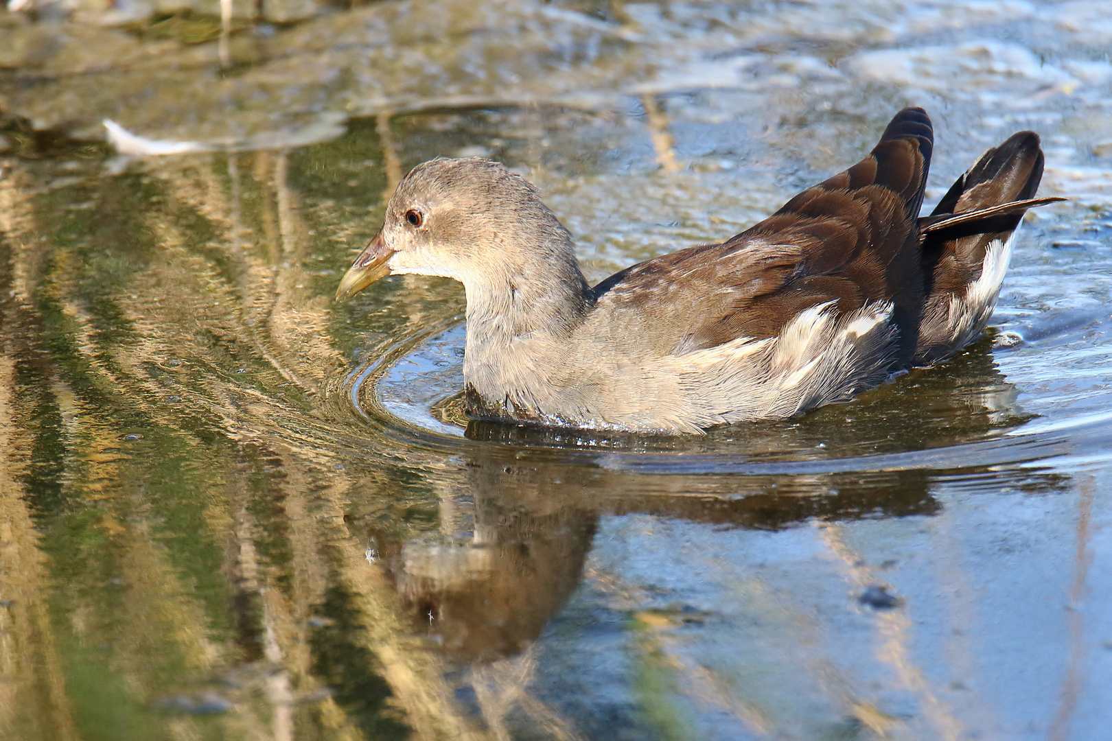 juveniles Teichhuhn