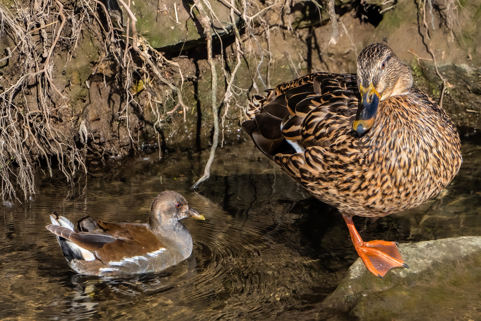 Juveniles Teichhuhn und Stockente