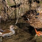 Juveniles Teichhuhn und Stockente