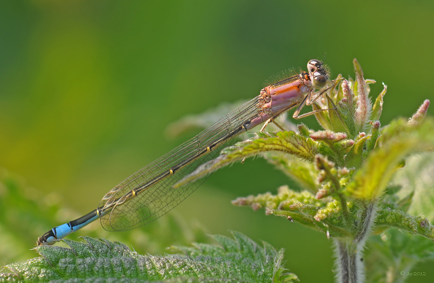 Juveniles Weibchen