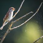 juveniles Weibchen