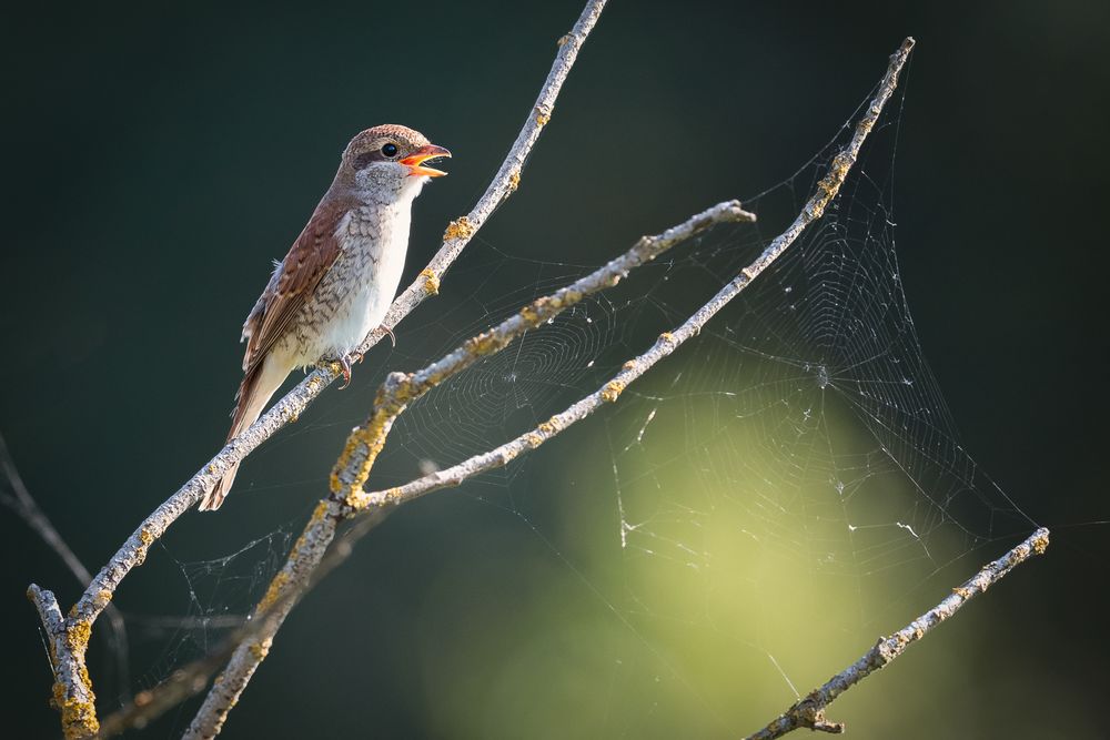 juveniles Weibchen