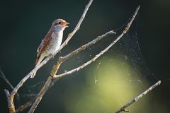 juveniles Weibchen