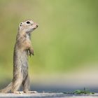 Juveniles Ziesel