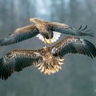 juv.Seeadler vs. adult Seeadler