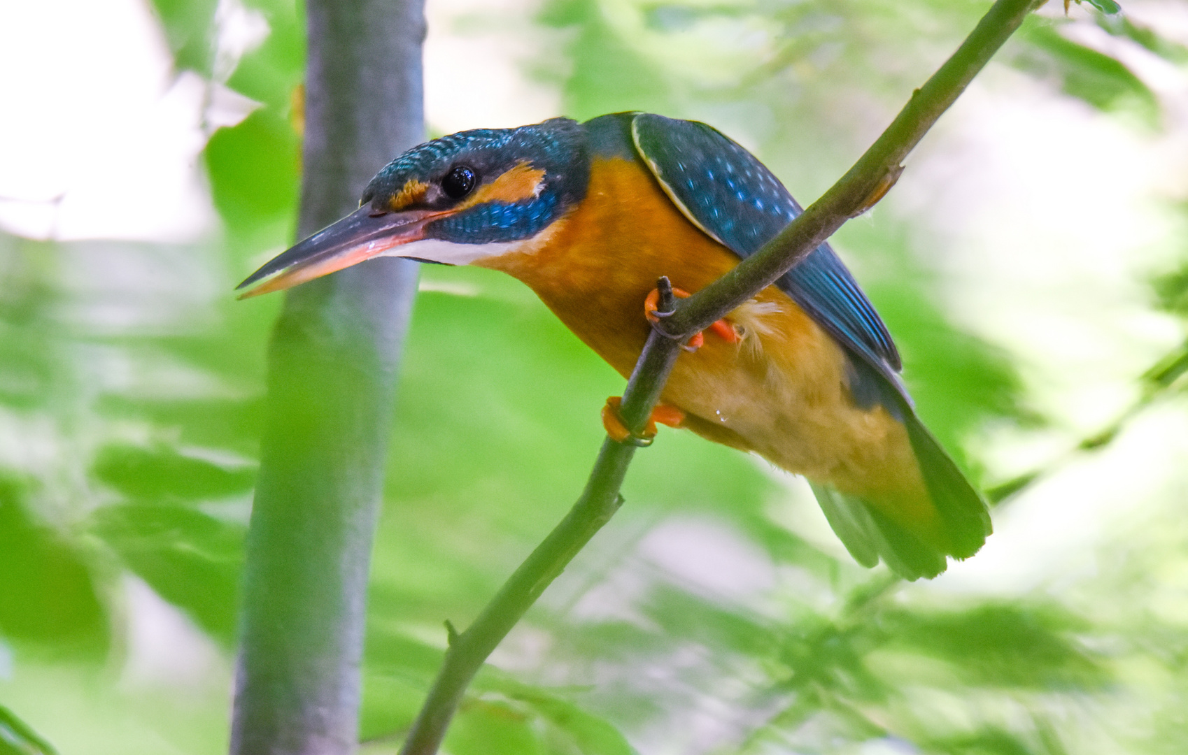 Juwel Foto & Bild | tiere, wildlife, wild lebende vögel Bilder auf ...