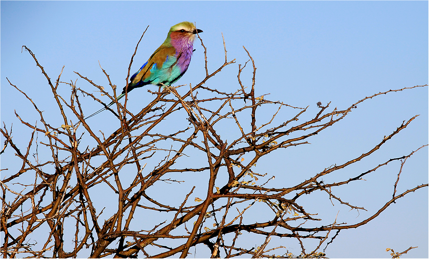 Juwel der Vogelwelt