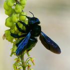 JUWEL DER WILDBIENENWELT - DIE SCHWARZE HOLZBIENE