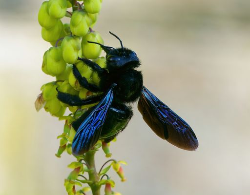 JUWEL DER WILDBIENENWELT - DIE SCHWARZE HOLZBIENE