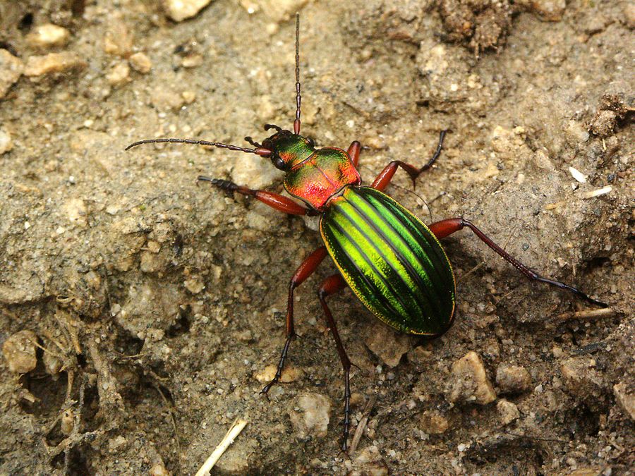 Juwel mit 6 Beinen Foto & Bild tiere, wildlife, insekten Bilder auf