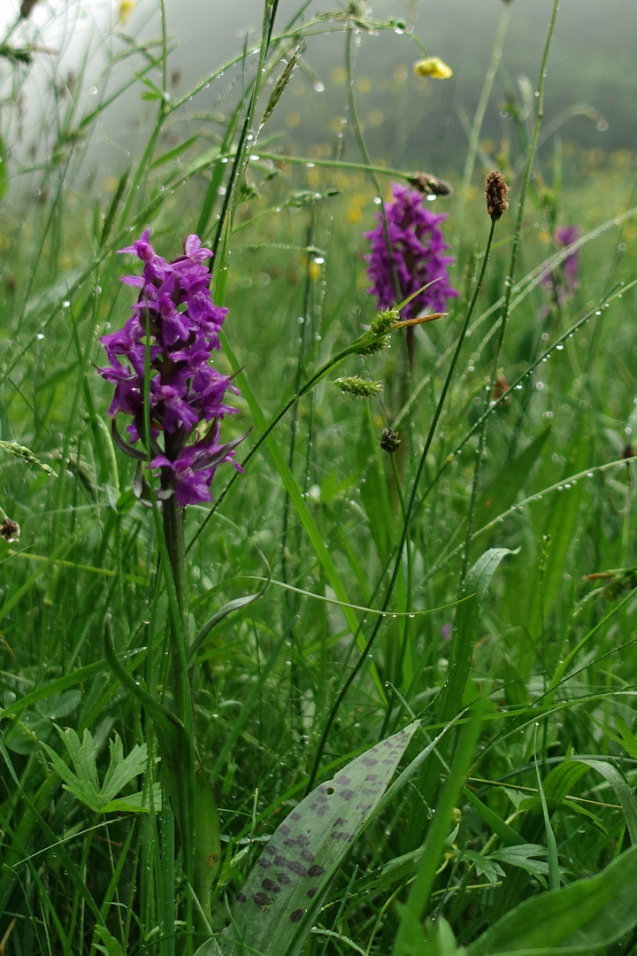 Juwelen der Natur