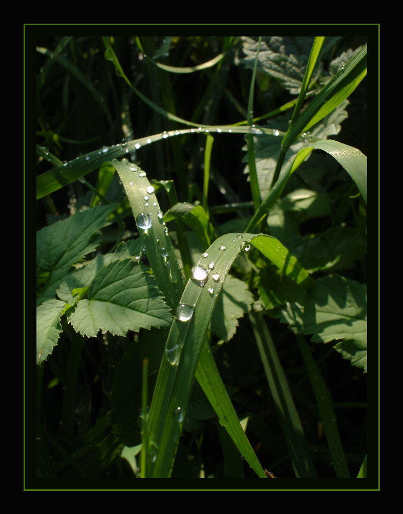 Juwelen der Natur