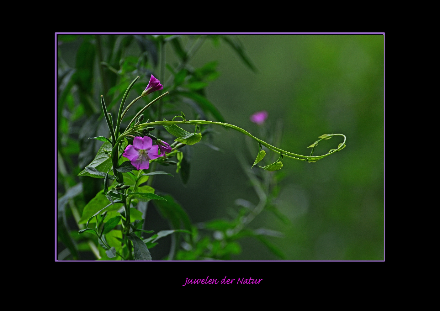 Juwelen der Natur (Weideröschen)