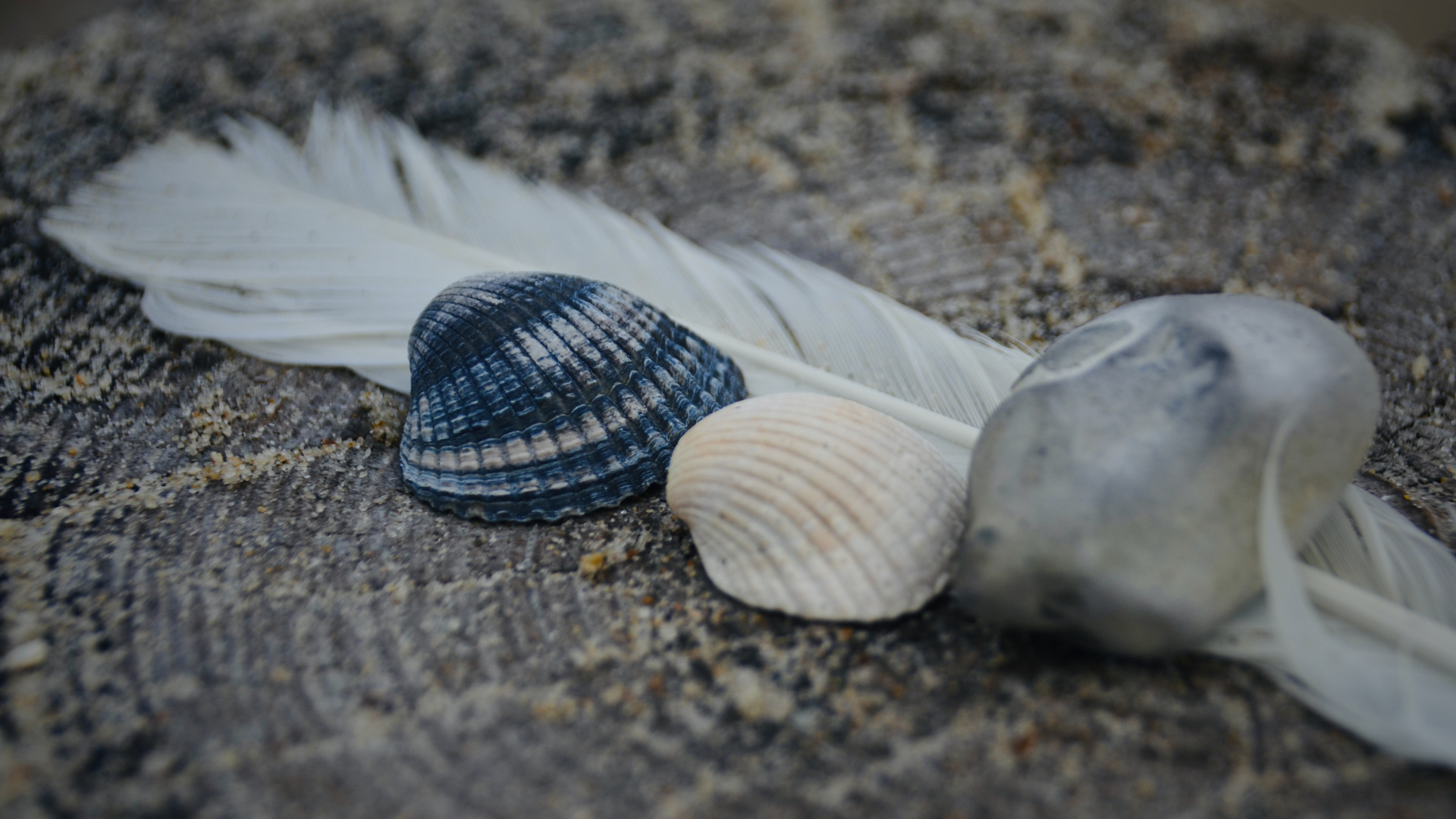 Juwelen des Meeres/ simples joyaux de la mer....