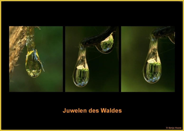 Juwelen des Waldes