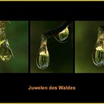 Juwelen des Waldes