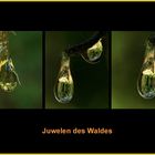 Juwelen des Waldes