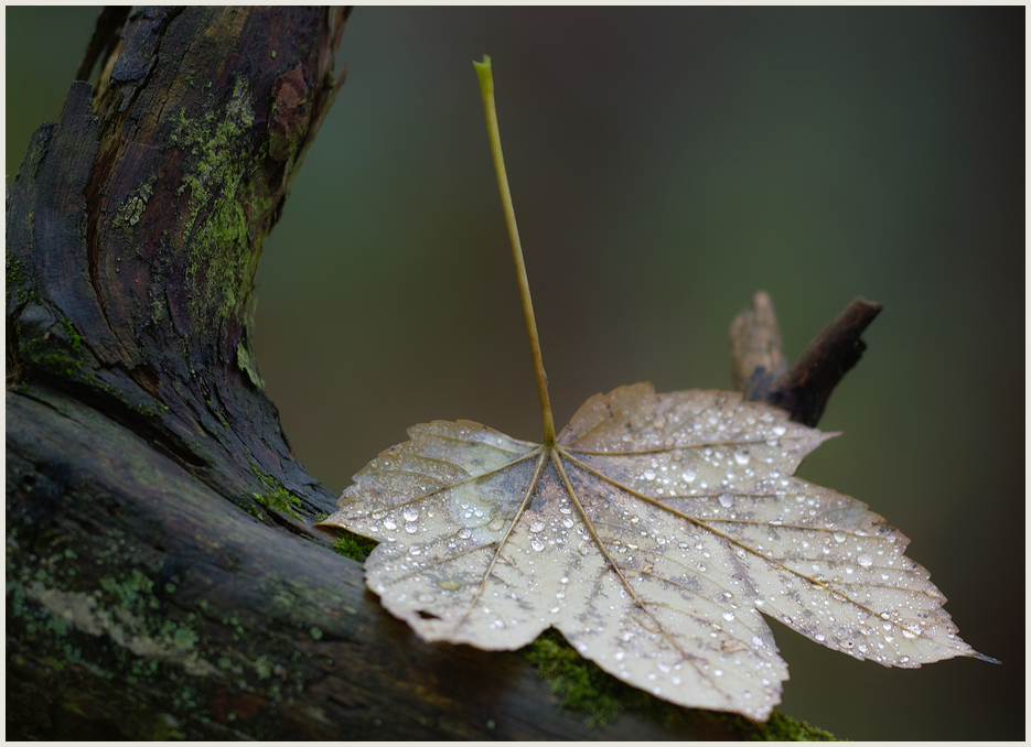 Juwelen des Waldes