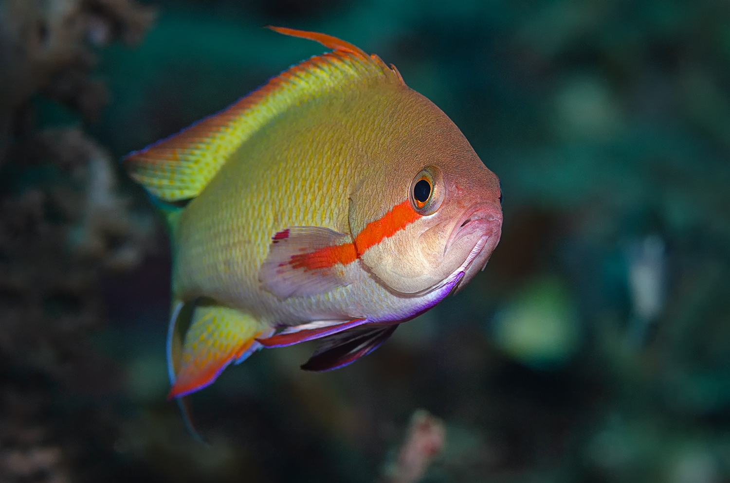 Juwelen Fahnenbarsch (lat.: Pseudanthias squamipinnis)