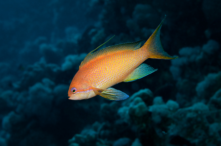 Juwelen Fahnenbarsch (Pseudanthias squamipinnis)