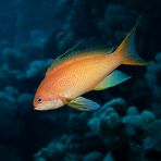 Juwelen Fahnenbarsch (Pseudanthias squamipinnis)