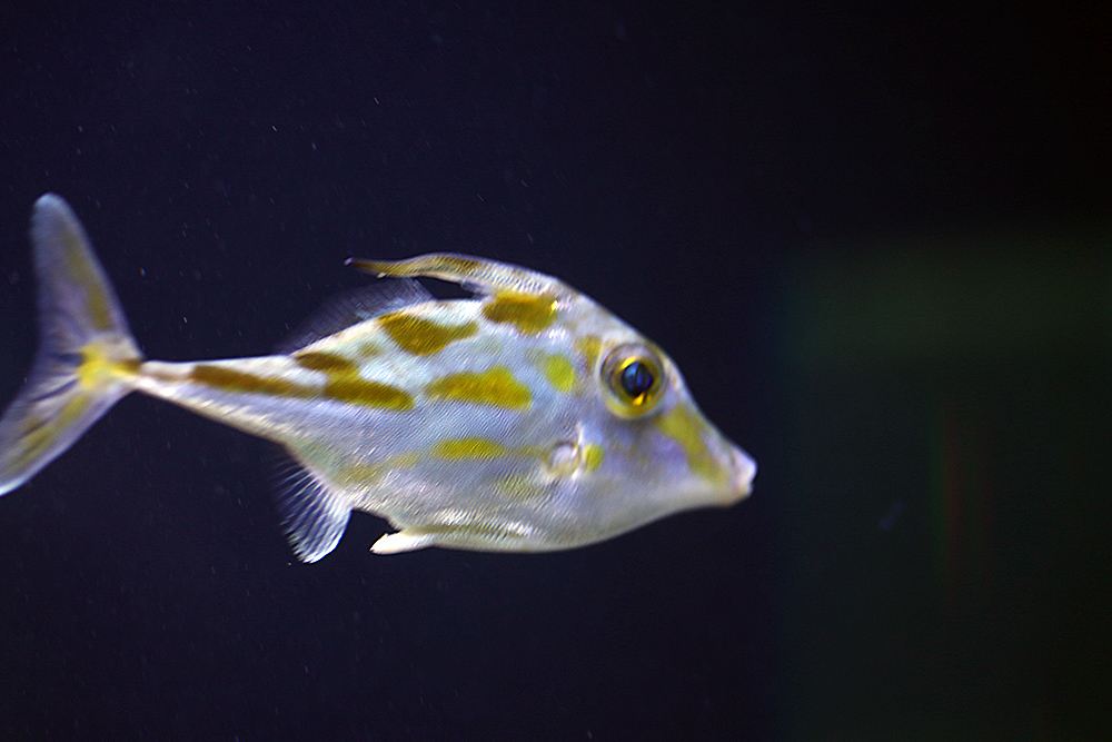 Juwelen Feilenfisch