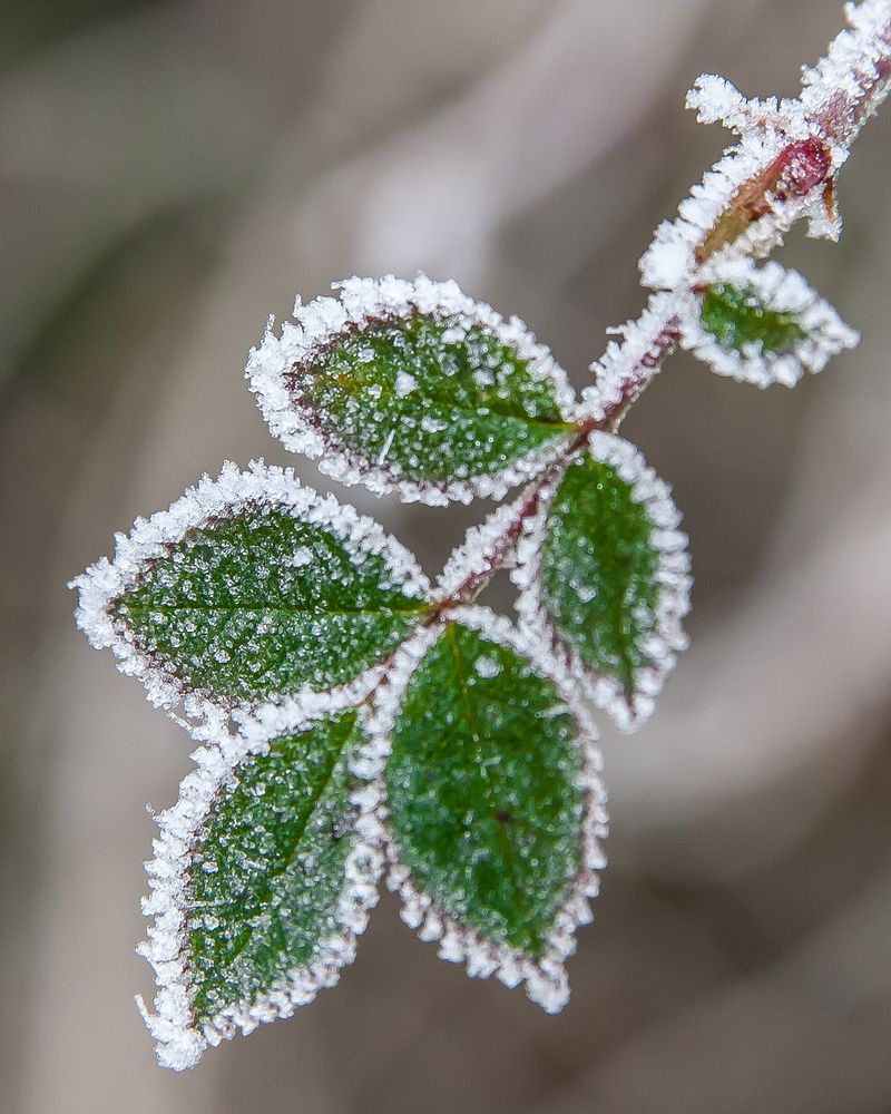 Juwelier Natur