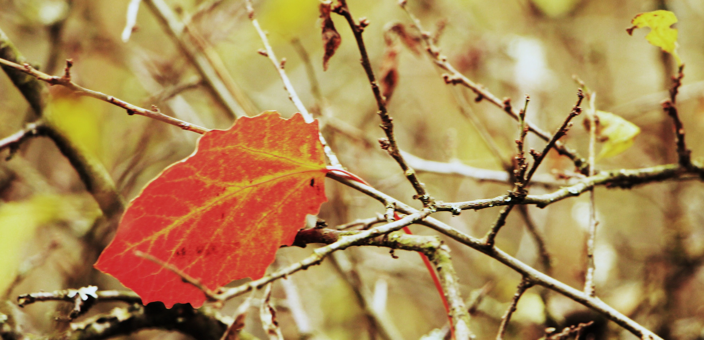 JvE/ Herbstimpressionen II...