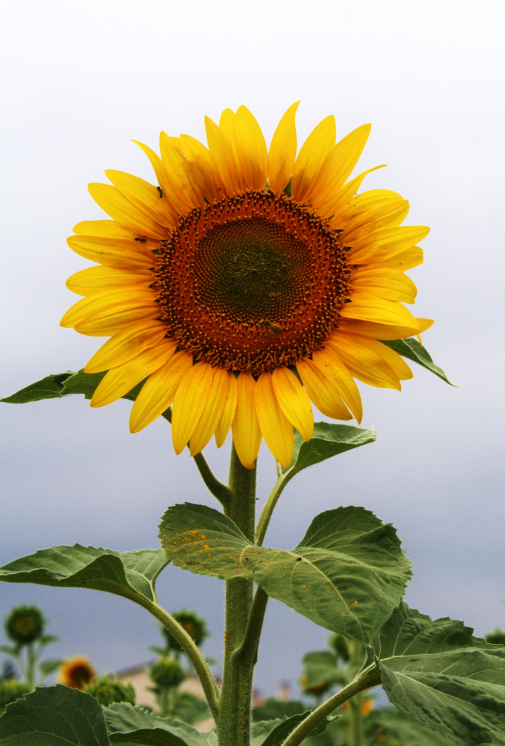 J'veux du Soleil !