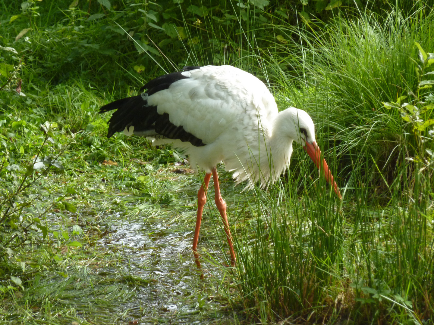 Jyllands Park Zoo (1)