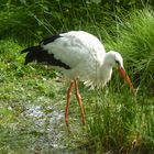 Jyllands Park Zoo (1)