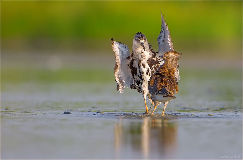 K A M P F L A U F E R Z O F F Foto Bild Test Sommer Wasser Bilder Auf Fotocommunity