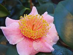 [K] Camellia japonica L. ('Mikumi no humare')