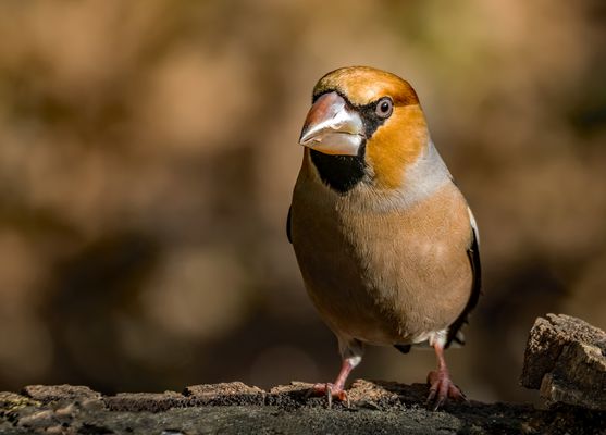 K E R N B E I S S E R, männlich