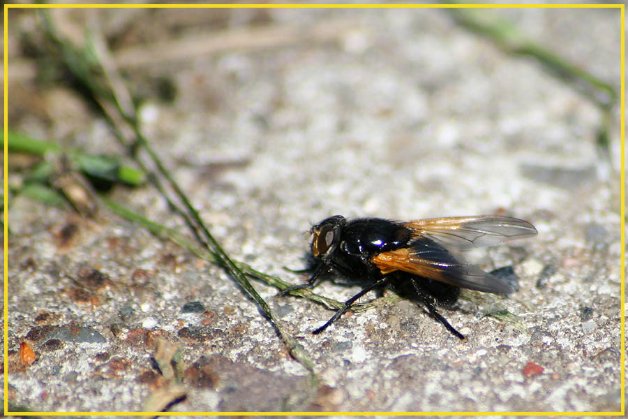 (K) Echte "(Beton)fliege"