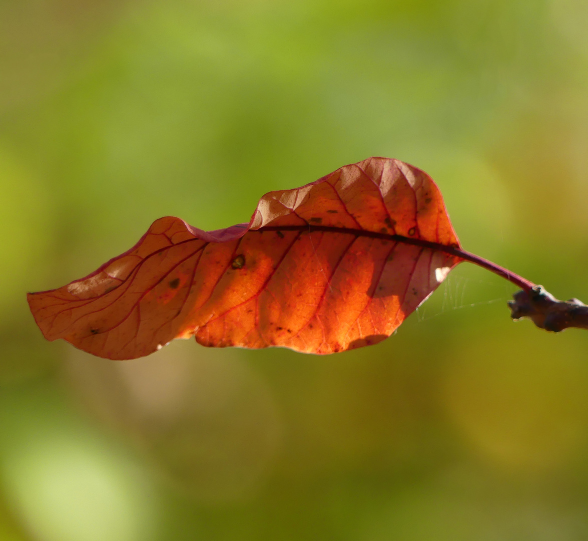 K Ein Blatt vor dem Mund nehmen